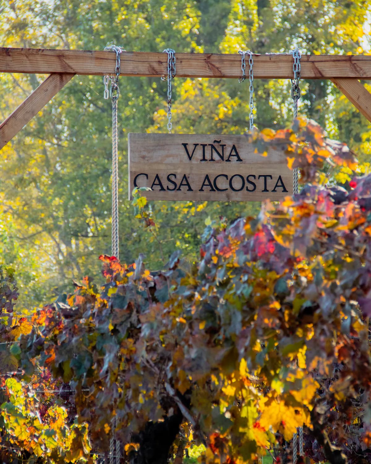 Letrero de Viña Casa Acosta entre las parras